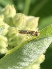 Toxomerus marginatus