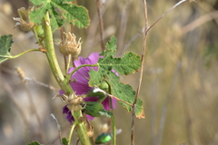 Alcea setosa