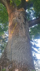 Chaenotheca chlorella