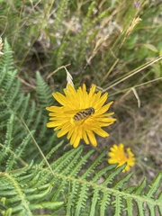 Epistrophe grossulariae