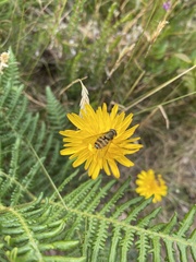 Epistrophe grossulariae