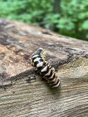 Arthrophaga myriapodina