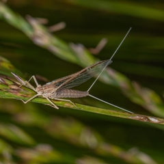 Callibaetis skokianus