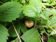 Fragaria vesca