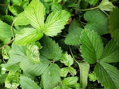 Fragaria vesca