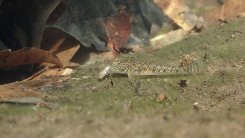 Barcheek goby (Rhinogobius giurinus) — Gobiidae