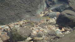 Opsariichthys evolans