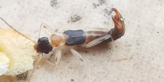 Diplatyidae