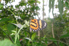 Placidina euryanassa