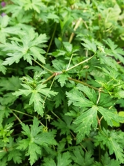 Geranium sibiricum