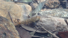 Rhinogobius leavelli