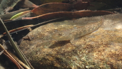 Rhinogobius leavelli
