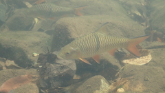 Hampala macrolepidota