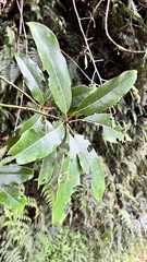 Daphniphyllum himalaense