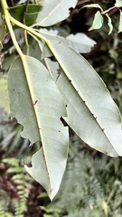 Daphniphyllum himalaense