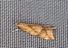 Brachmia blandella
