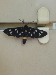 Amata phegea