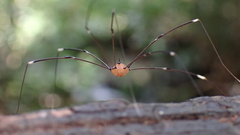 Pseudogagrella splendens