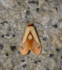 Apela ovalis