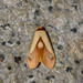 Apela ovalis - Photo (c) rick_costa, some rights reserved (CC BY-NC), uploaded by rick_costa
