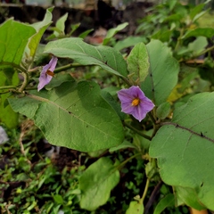 Solanum melongena