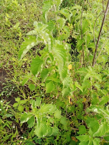 Wide Spikenard