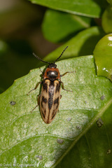 Beckerus appressus