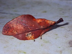 Gastropacha leopoldi