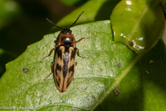 Beckerus appressus