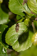 Beckerus appressus