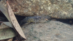 Macrobrachium nipponense