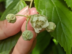 Rubus kawakamii
