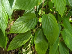 Rubus kawakamii