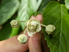 Rubus kawakamii