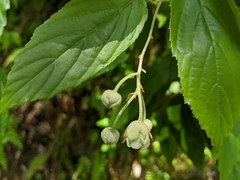 Rubus kawakamii