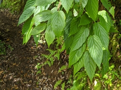 Rubus kawakamii