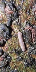 Pyrgodesmidae