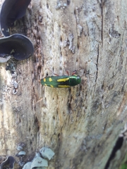 Buprestis rufipes