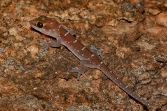 Pachydactylus tigrinus