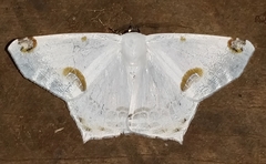 Sericoptera mahometaria