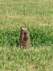 Marmota monax