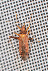 Phytocoris ulmi