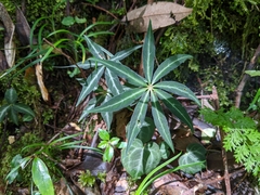 Paris polyphylla stenophylla