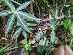 Paris polyphylla stenophylla