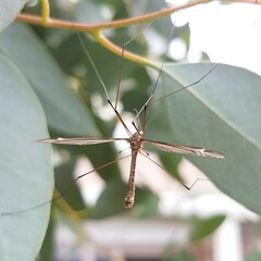 Tipula
