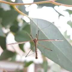 Tipula
