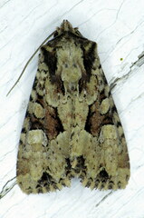 Apamea indocilis