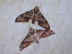 Ambulyx substrigilis