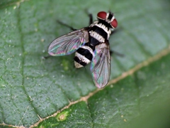 Trigonospila transvittata