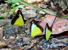 Appias lyncida vasava